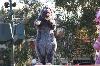 components/com_spgm/spgm/gal/Disneyland/_thb_082.JPG