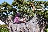 components/com_spgm/spgm/gal/Disneyland/_thb_090.JPG